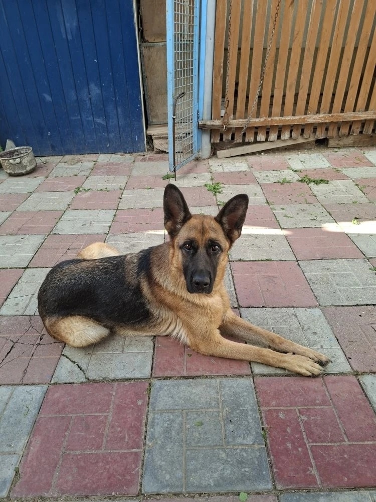 Пропала собака в Иванове — фото объявления