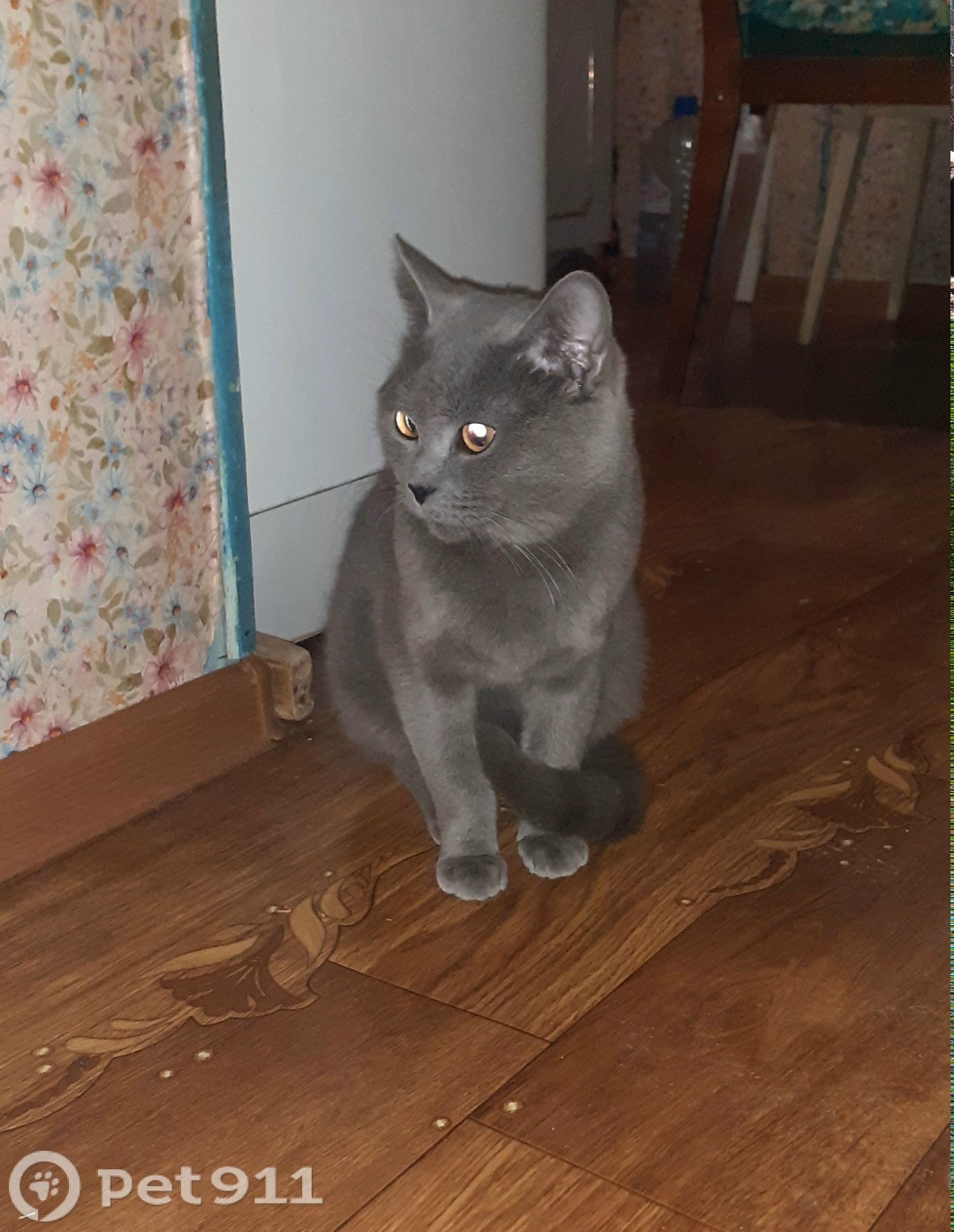 Найдена кошка в Иванове — фото объявления