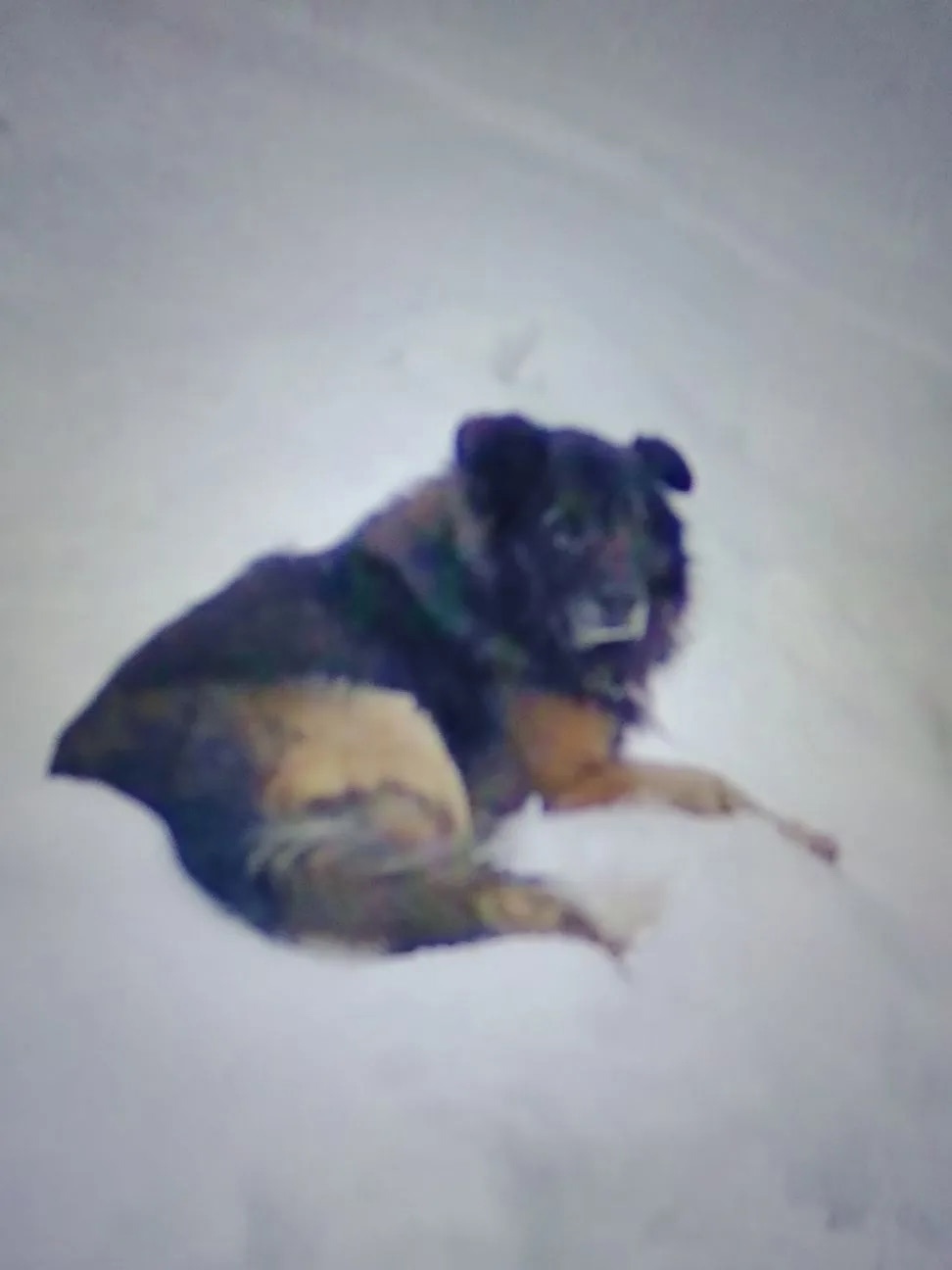 Пропала собака в Иванове — фото объявления