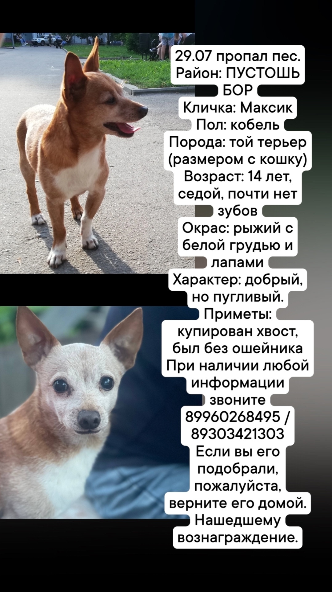 Найдена собака в Иванове — фото объявления