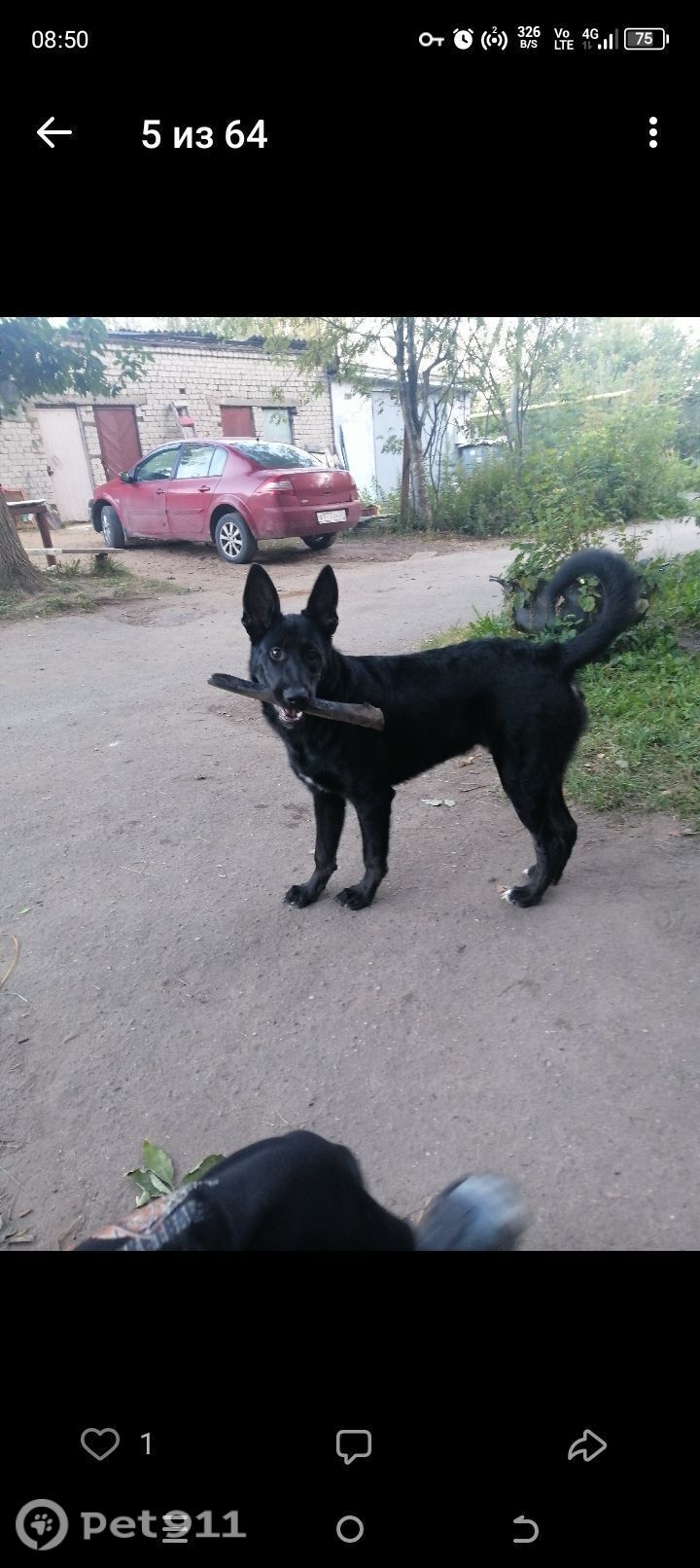 Пропала собака в Иванове — фото объявления