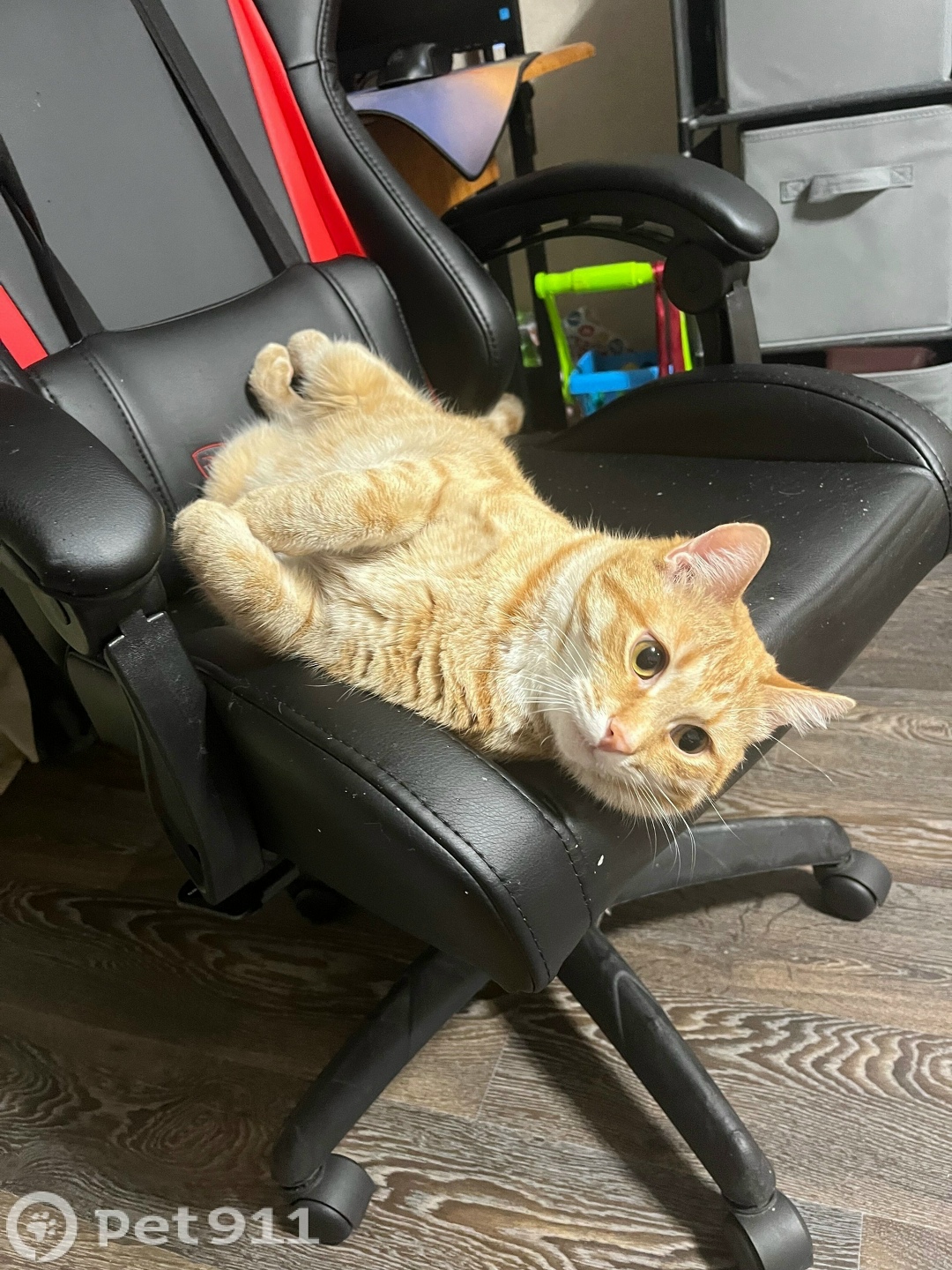 Пропала кошка в Иванове — фото объявления