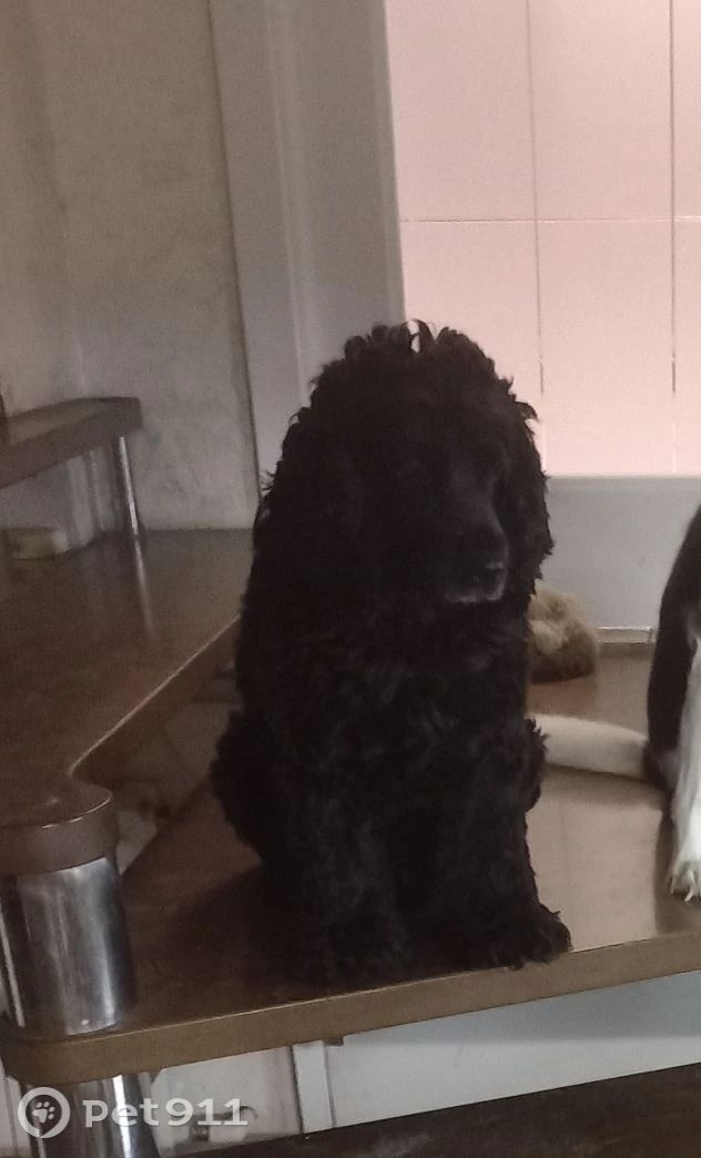 Пропала собака в Иванове — фото объявления