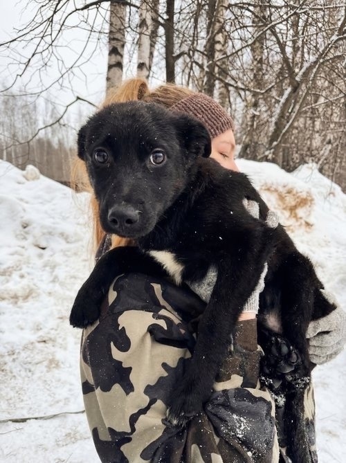 Пропала собака в Иванове — фото объявления