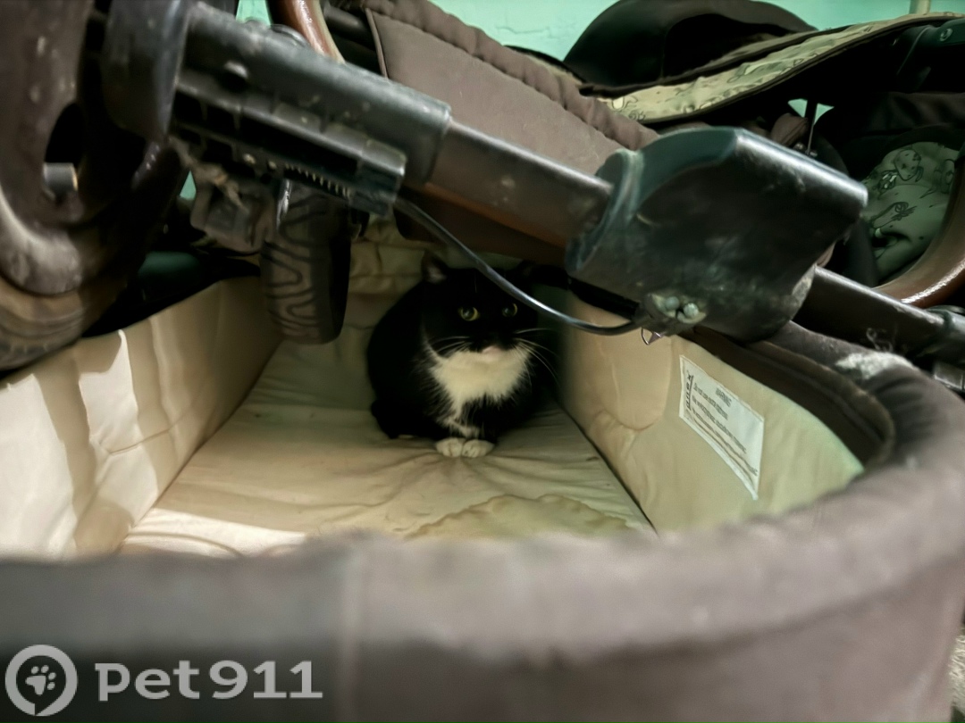 Найдена кошка в Иванове — фото объявления