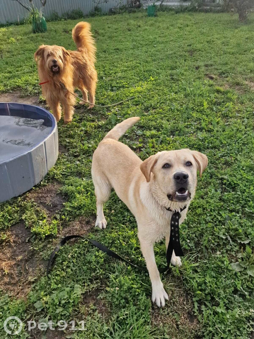 Пропала собака в Иванове — фото объявления
