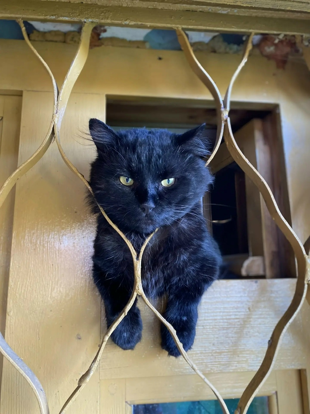 Пропала кошка в Иванове — фото объявления