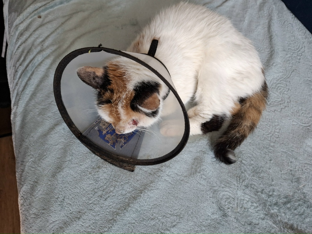 Найдена собака в Иванове — фото объявления