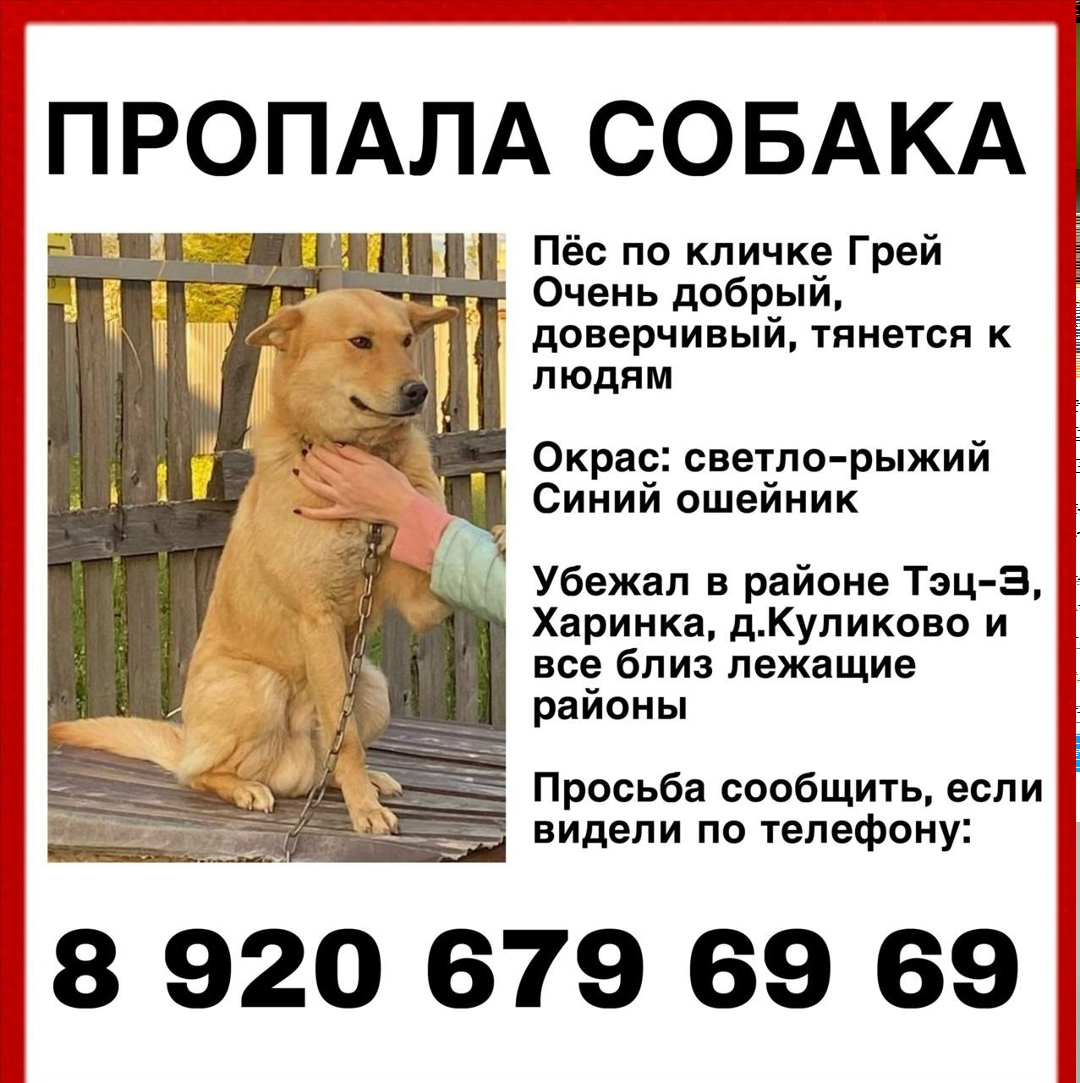Пропала собака в Иванове — фото объявления