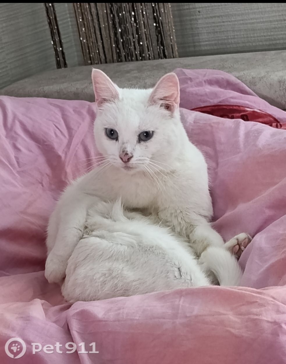 Пропала кошка в Иванове — фото объявления