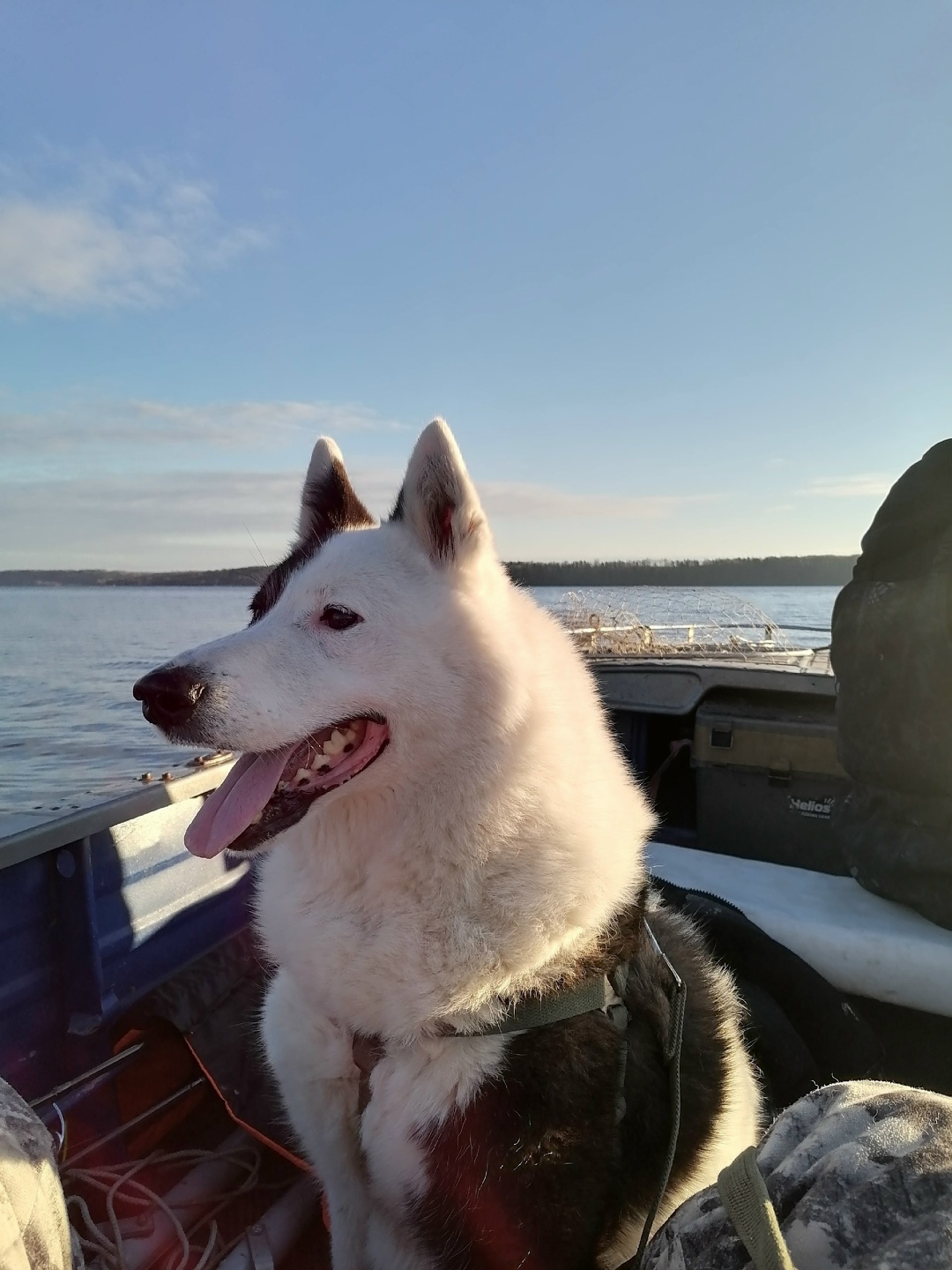 Пропала собака в Иванове — фото объявления