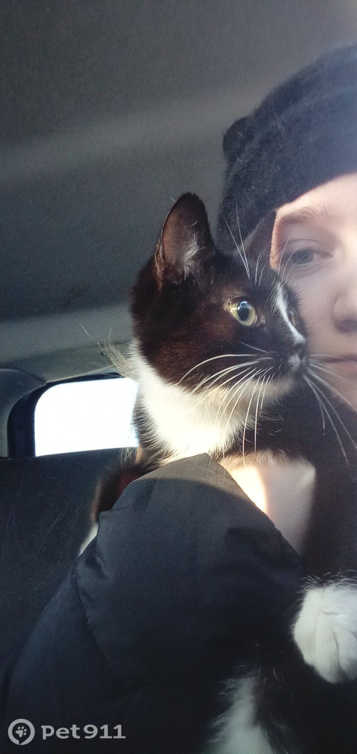 Пропала кошка в Иванове — фото объявления