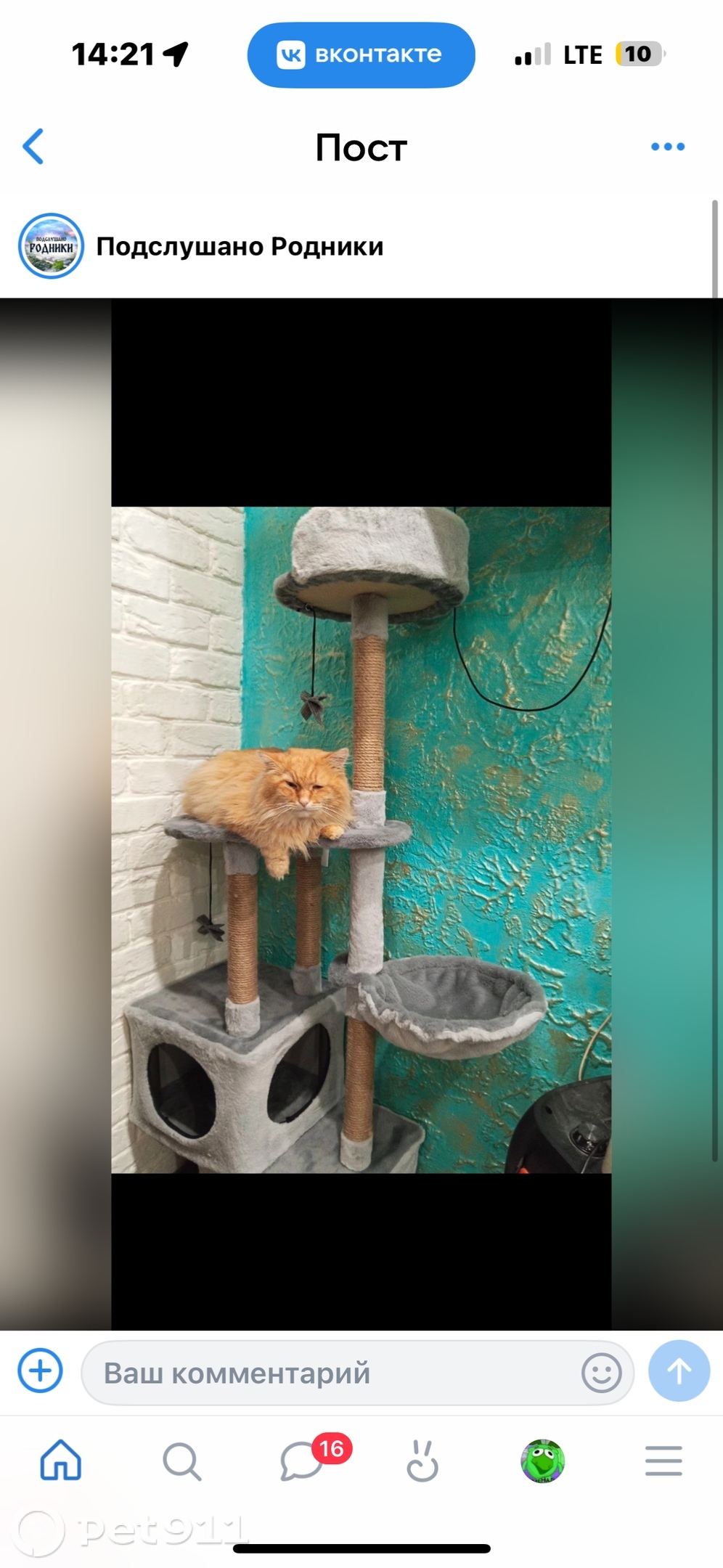 Пропала кошка в Иванове — фото объявления