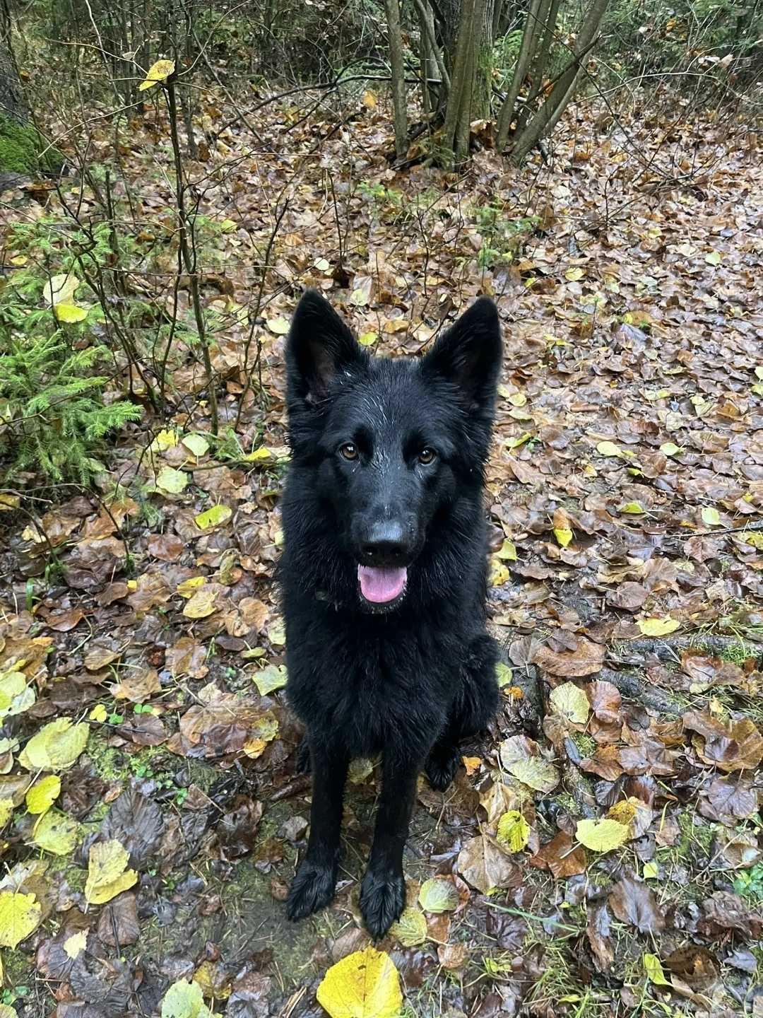 Пропала собака в Иванове — фото объявления