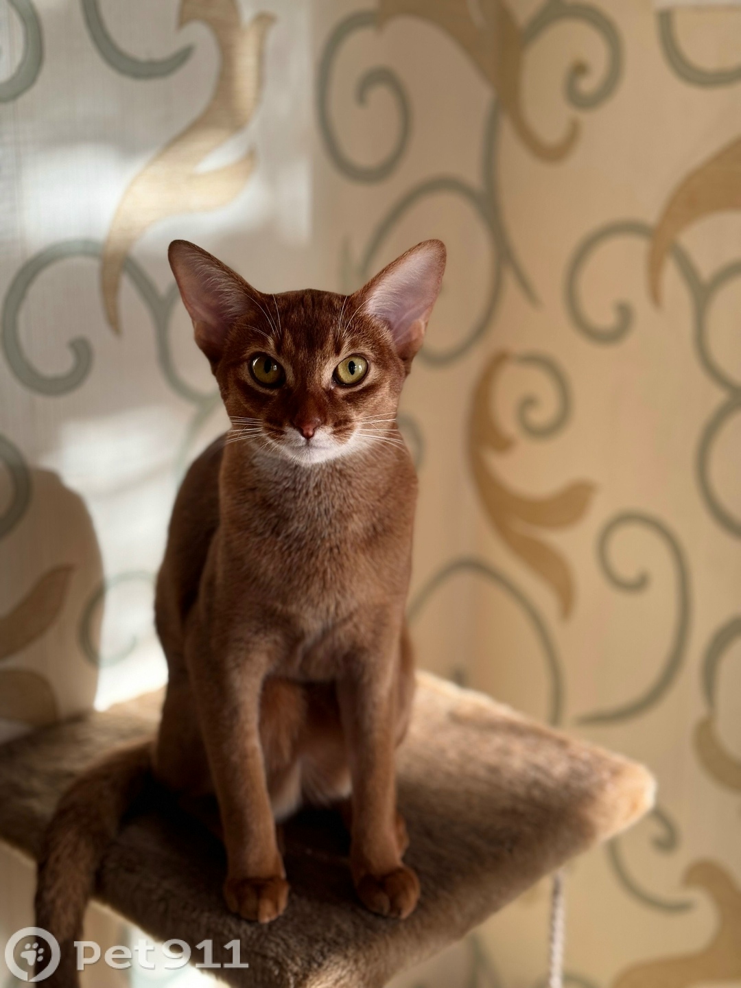 Найдена кошка в Иванове — фото объявления