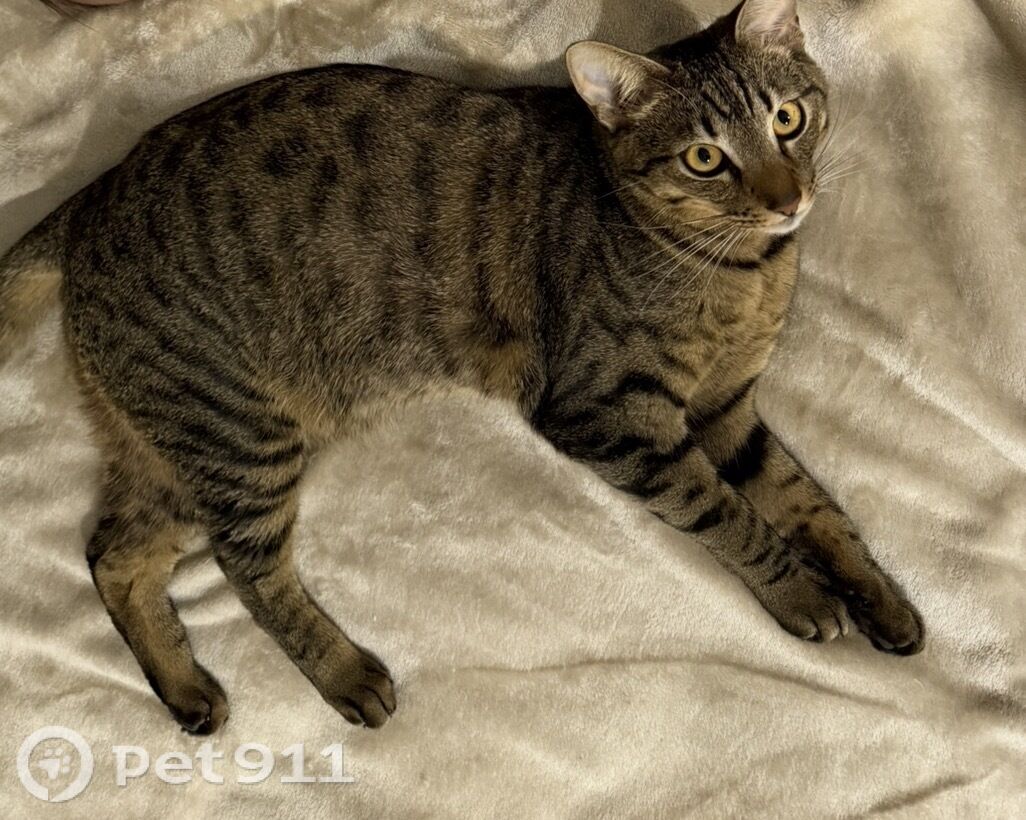 Найдена кошка в Иванове — фото объявления