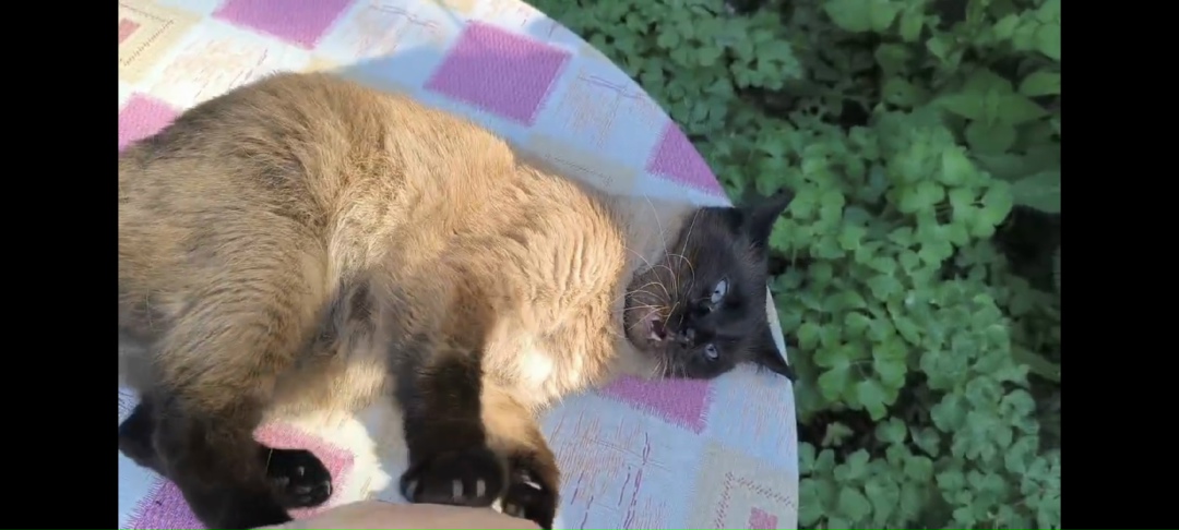 Найдена собака в Иванове — фото объявления