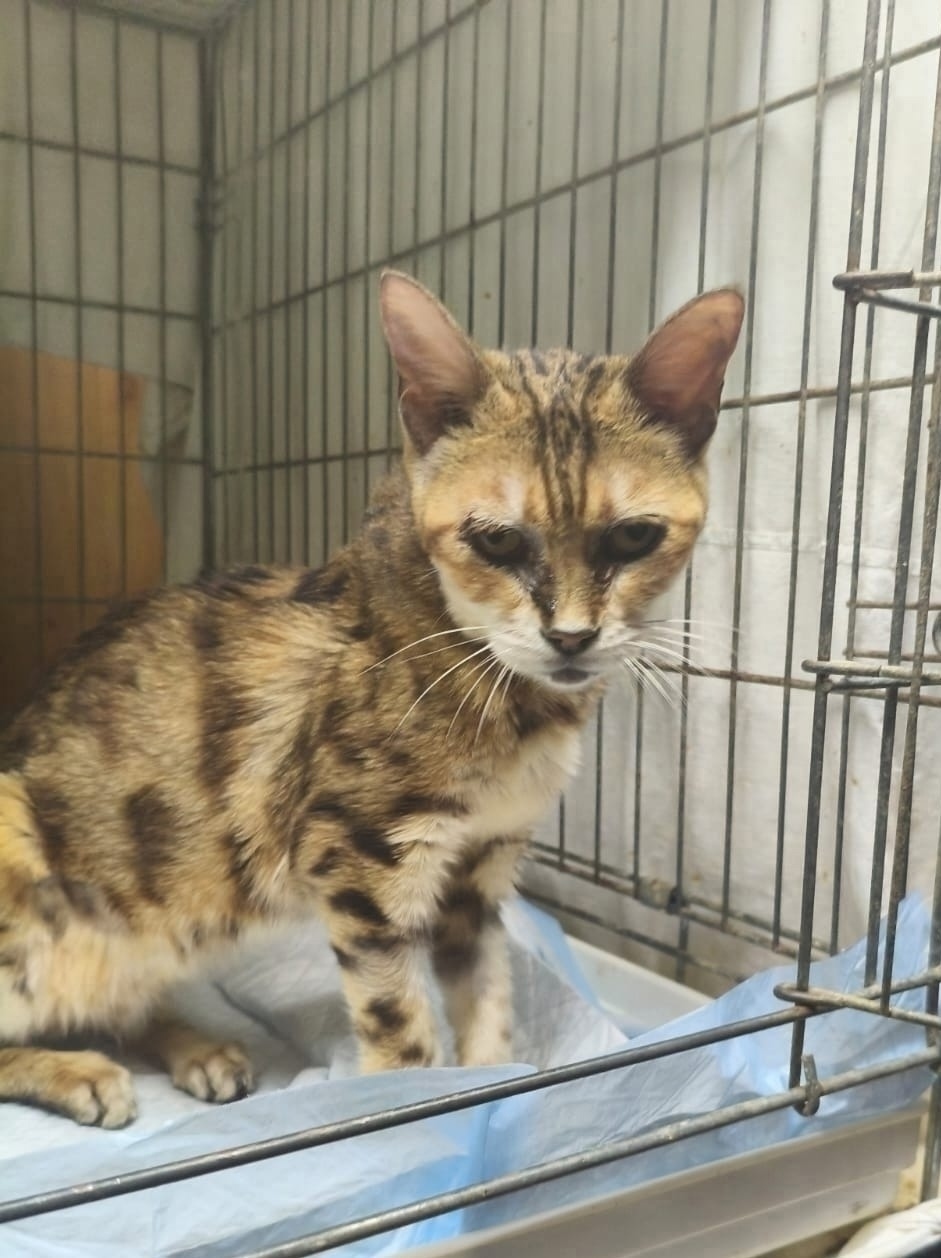 Найдена собака в Иванове — фото объявления