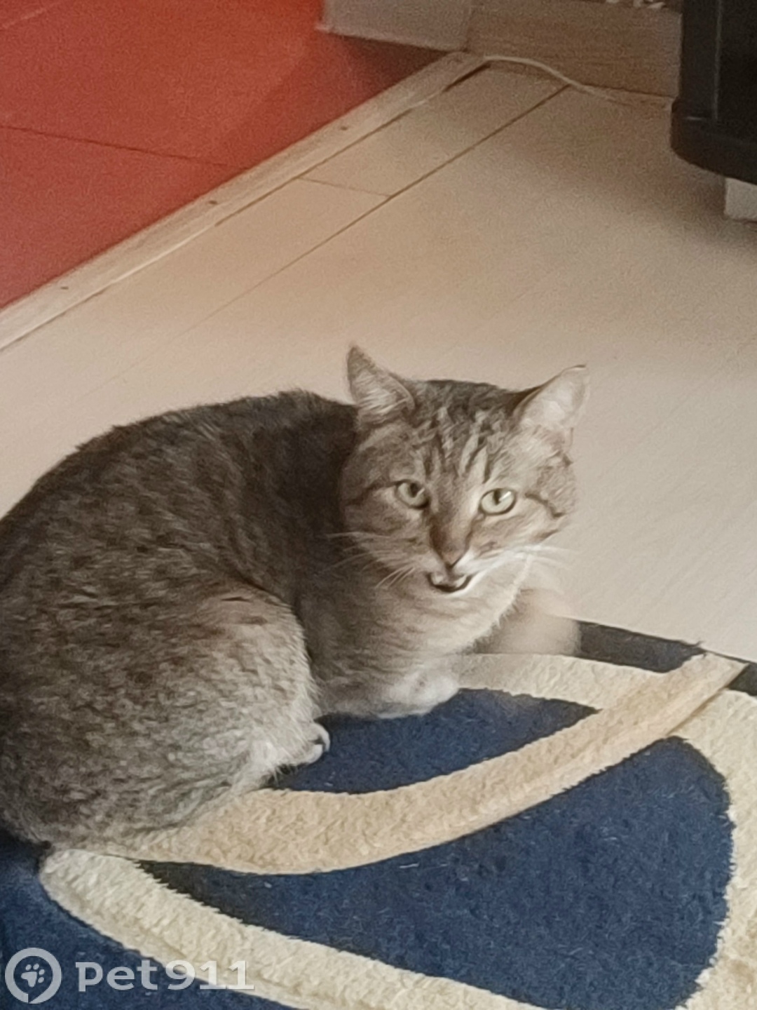 Найдена кошка в Иванове — фото объявления