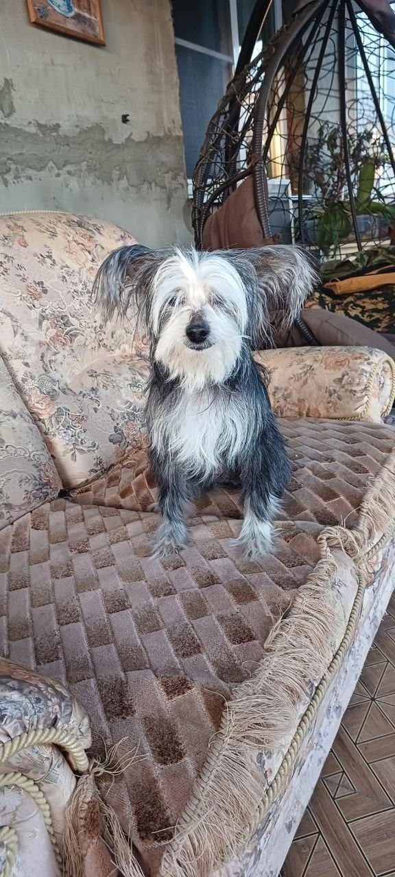 Найдена собака в Иванове — фото объявления