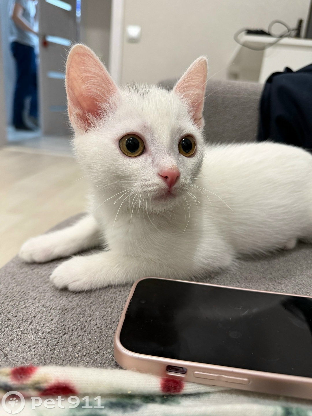 Пропала кошка в Иванове — фото объявления