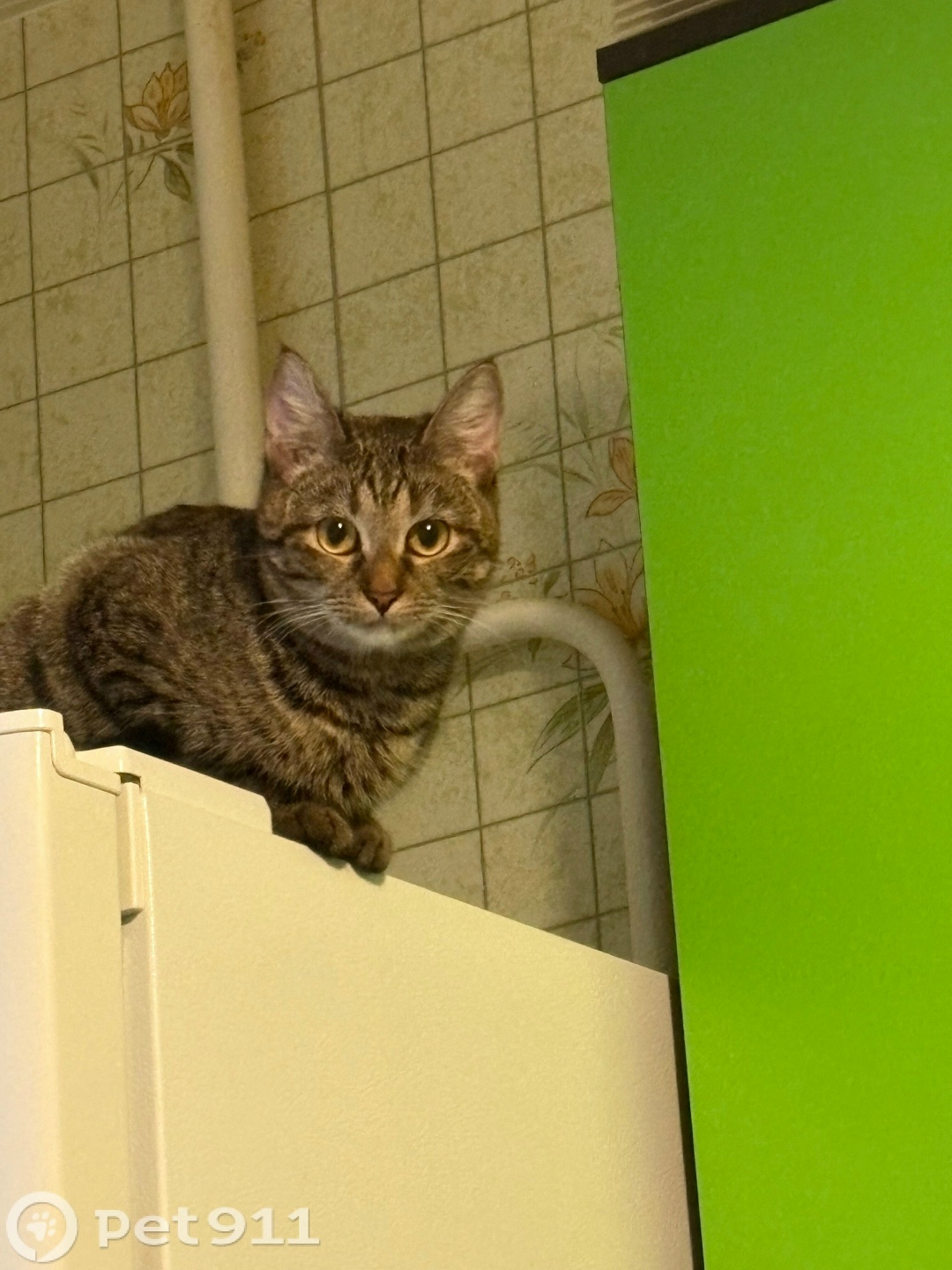 Пропала кошка в Иванове — фото объявления