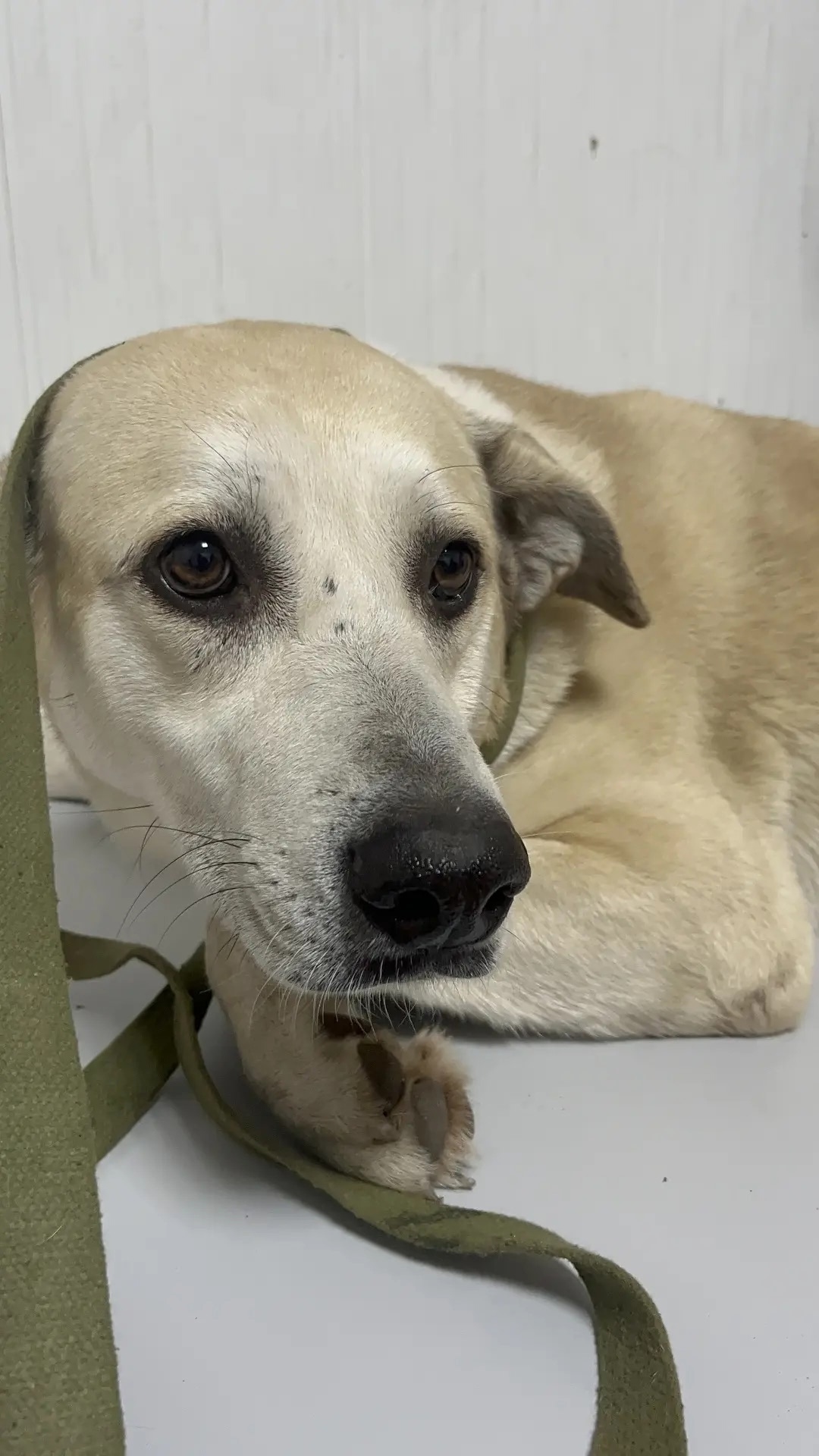 Пропала собака в Иванове — фото объявления