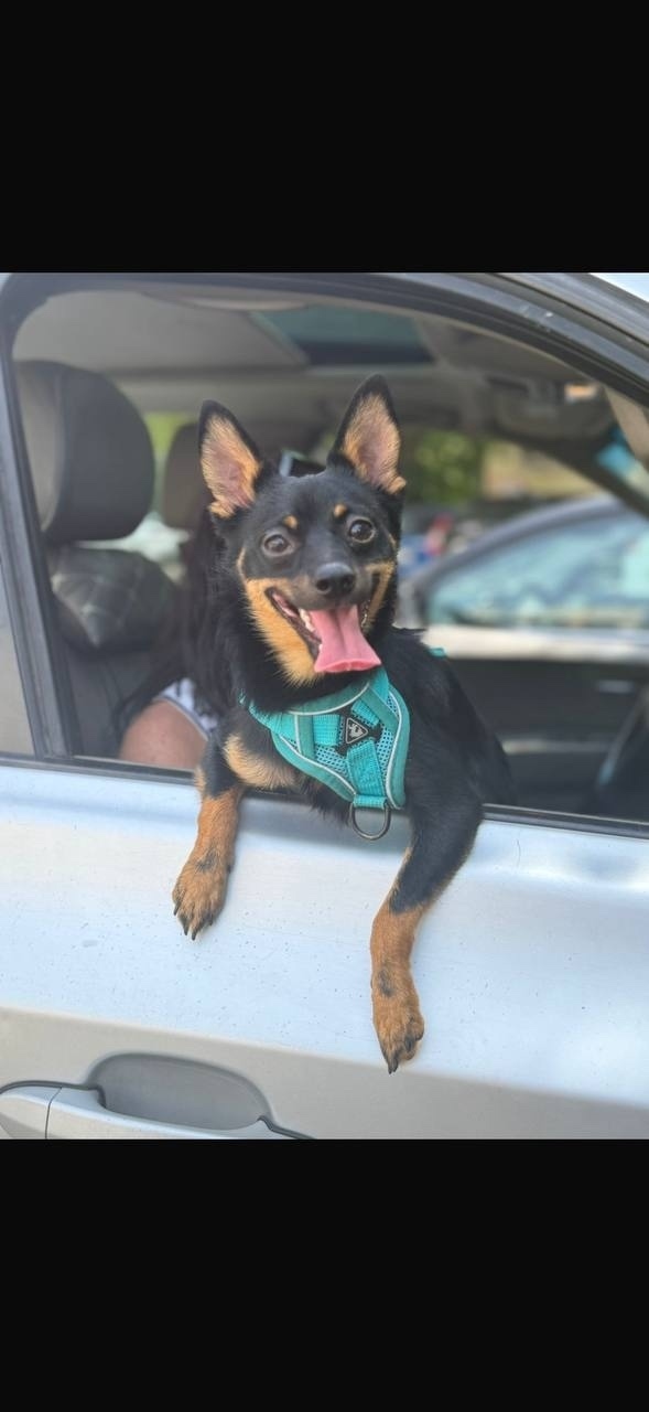 Найдена собака в Иванове — фото объявления