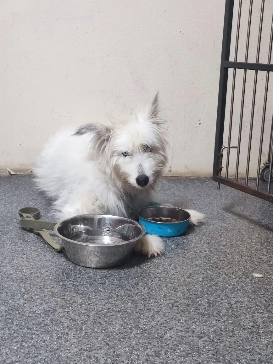 Найдена собака в Иванове — фото объявления