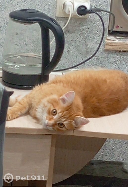 Пропала кошка в Иванове — фото объявления