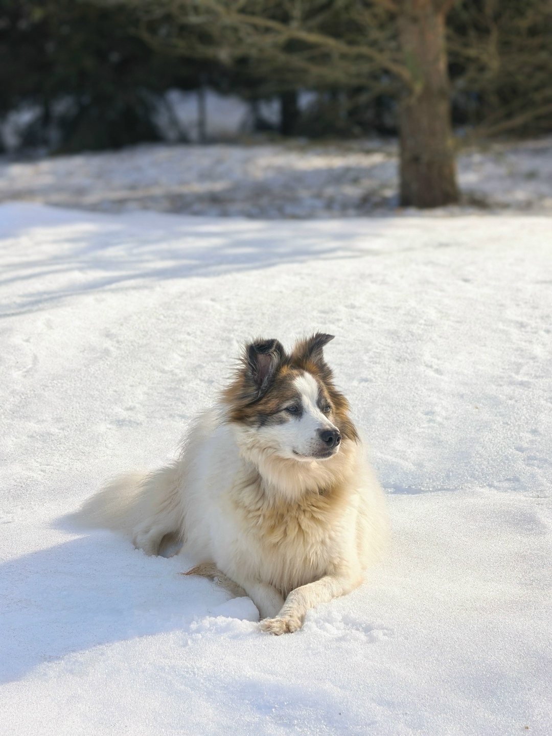 Найдена собака в Иванове — фото объявления
