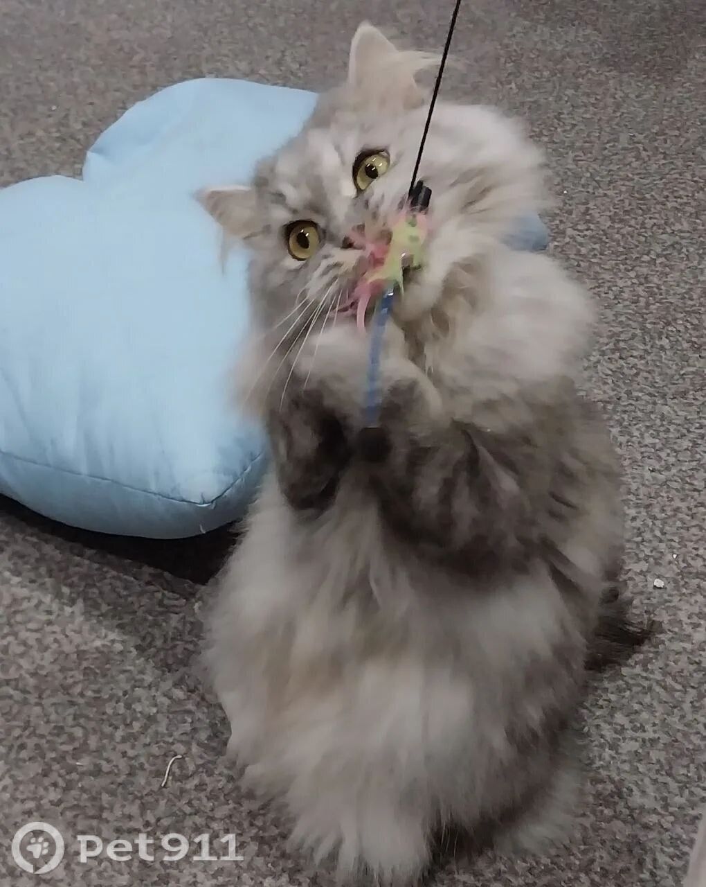 Пропала кошка в Иванове — фото объявления