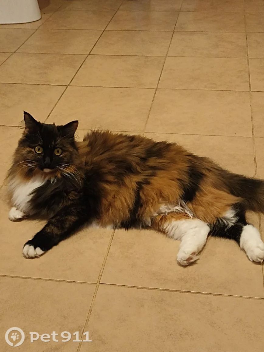 Пропала кошка в Иванове — фото объявления