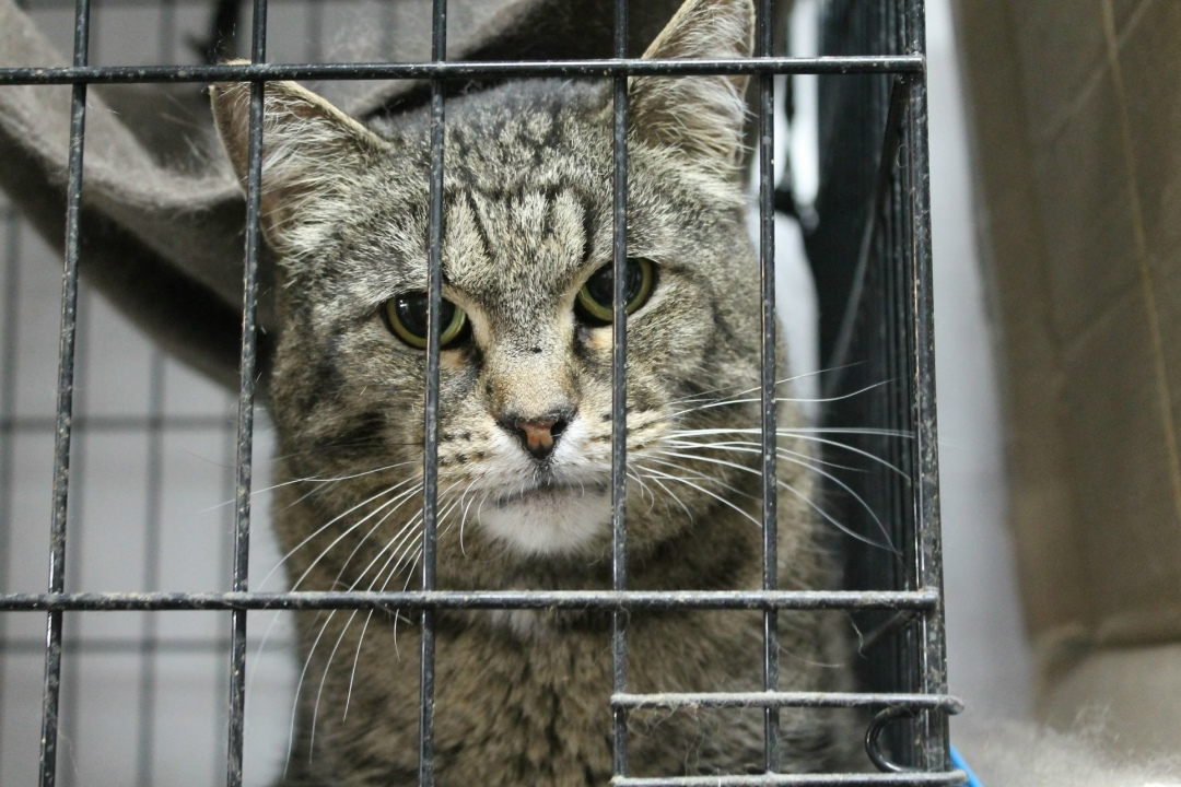 Найдена собака в Иванове — фото объявления