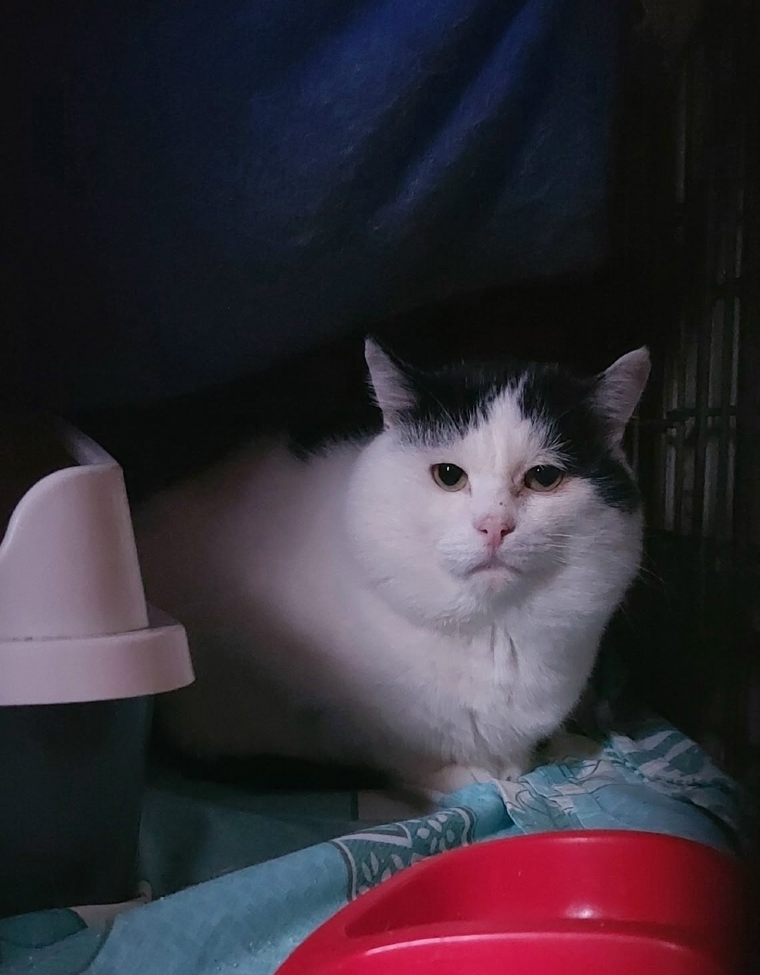 Найдена кошка в Иванове — фото объявления