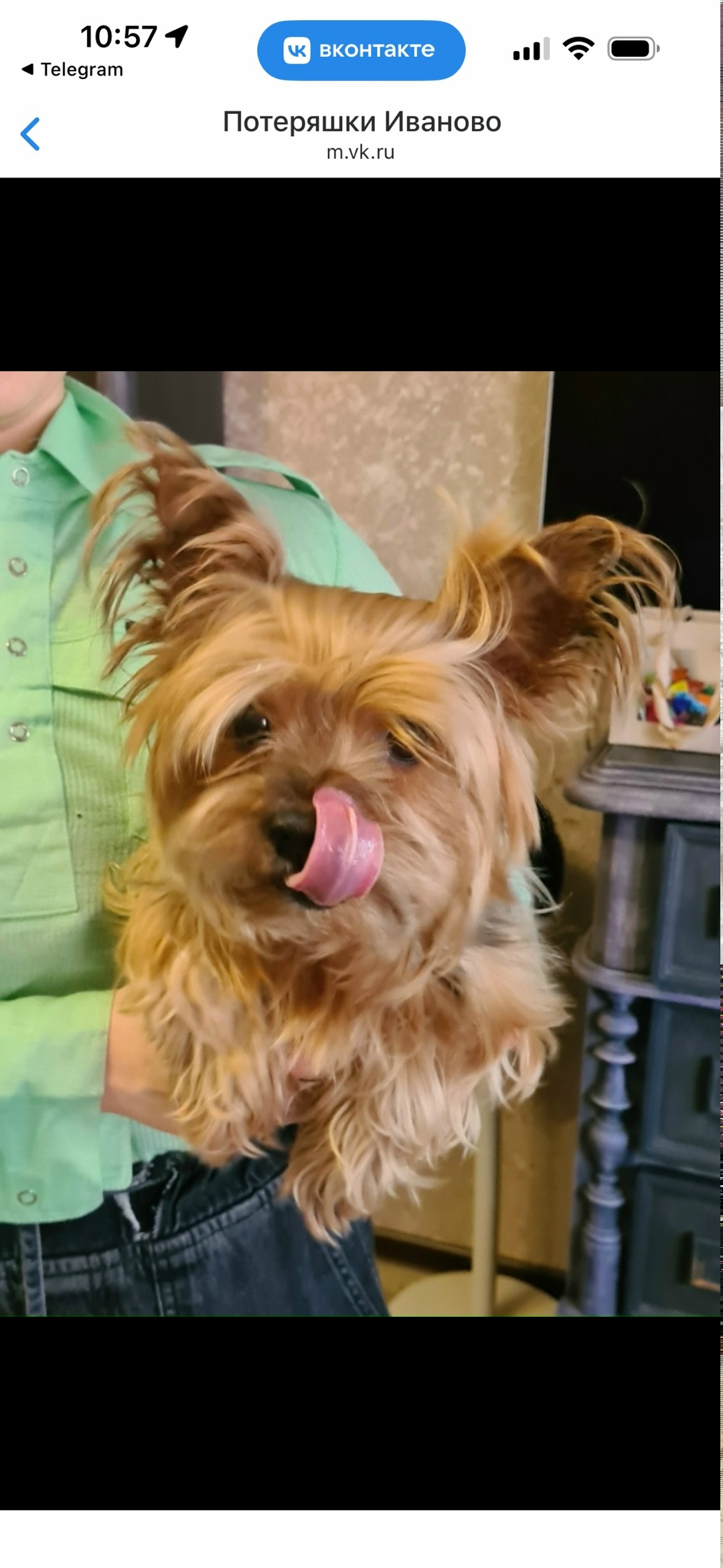 Найдена собака в Иванове — фото объявления