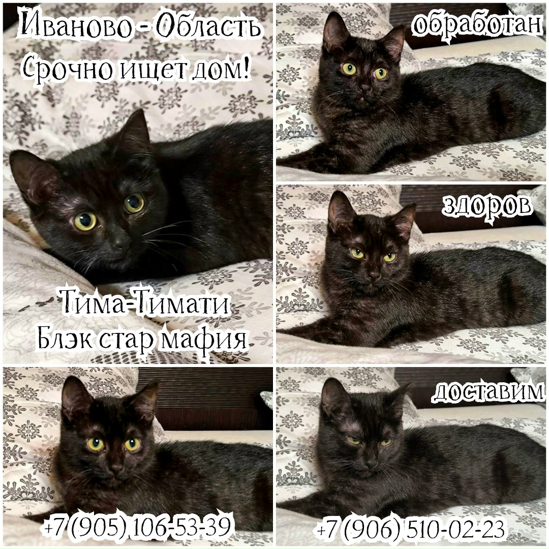 Найдена собака в Иванове — фото объявления