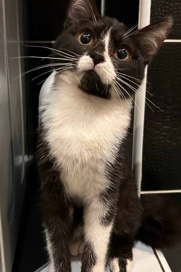 Найдена кошка в Иванове — фото объявления