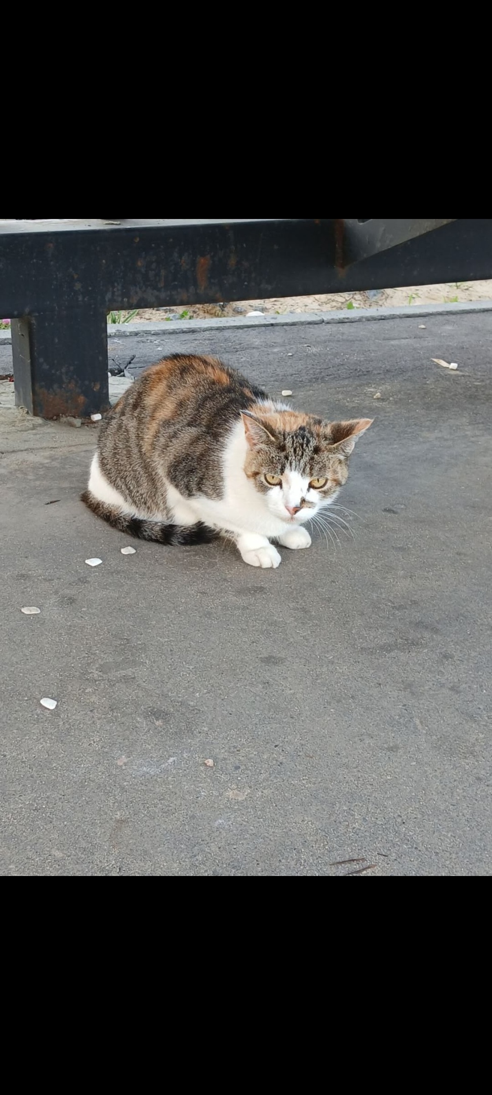 Найдена собака в Иванове — фото объявления