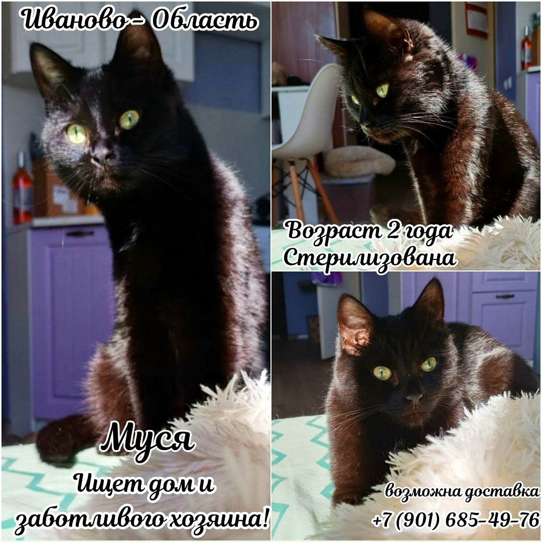 Найдена собака в Иванове — фото объявления