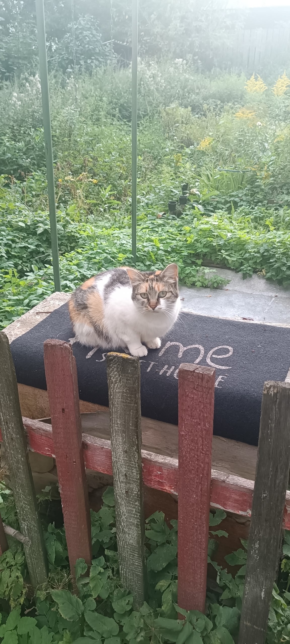 Найдена собака в Иванове — фото объявления