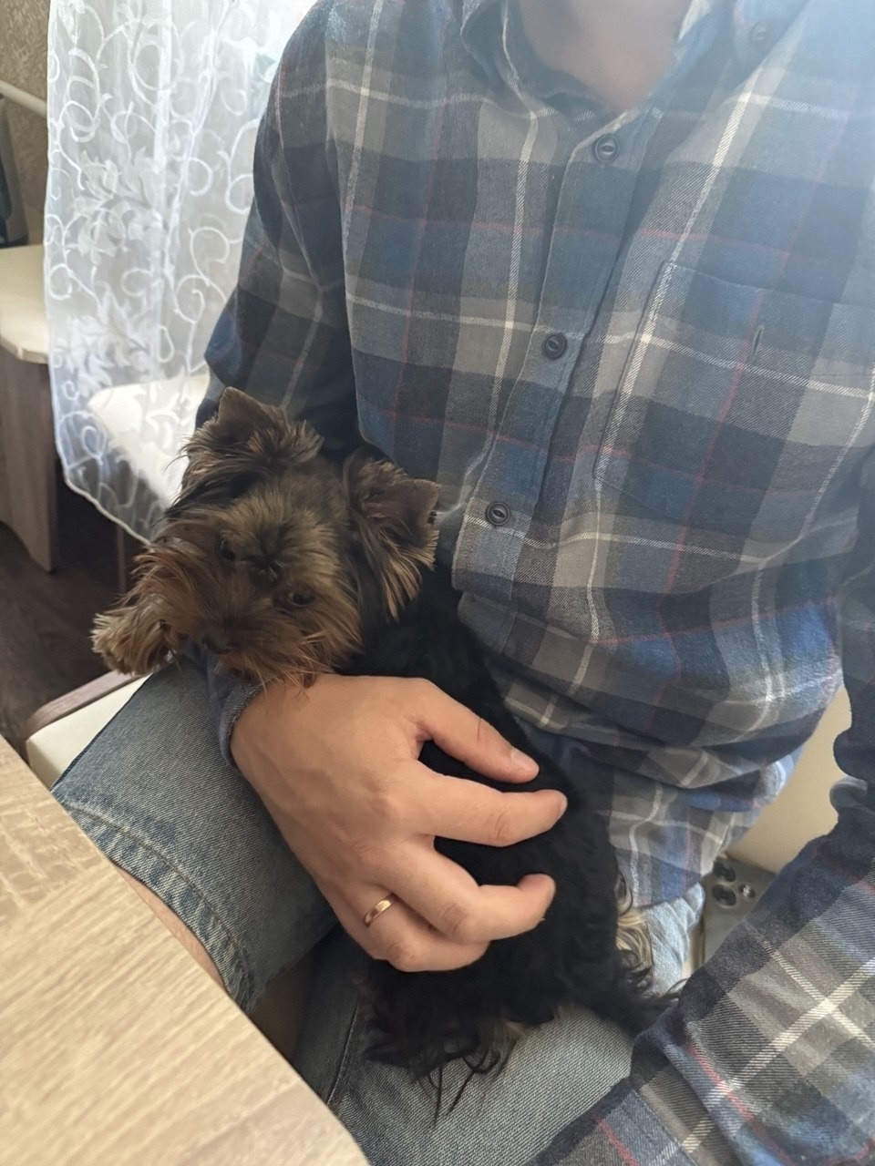 Найдена собака в Иванове — фото объявления