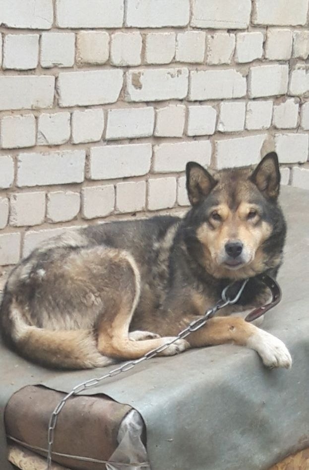 Найдена собака в Иванове — фото объявления