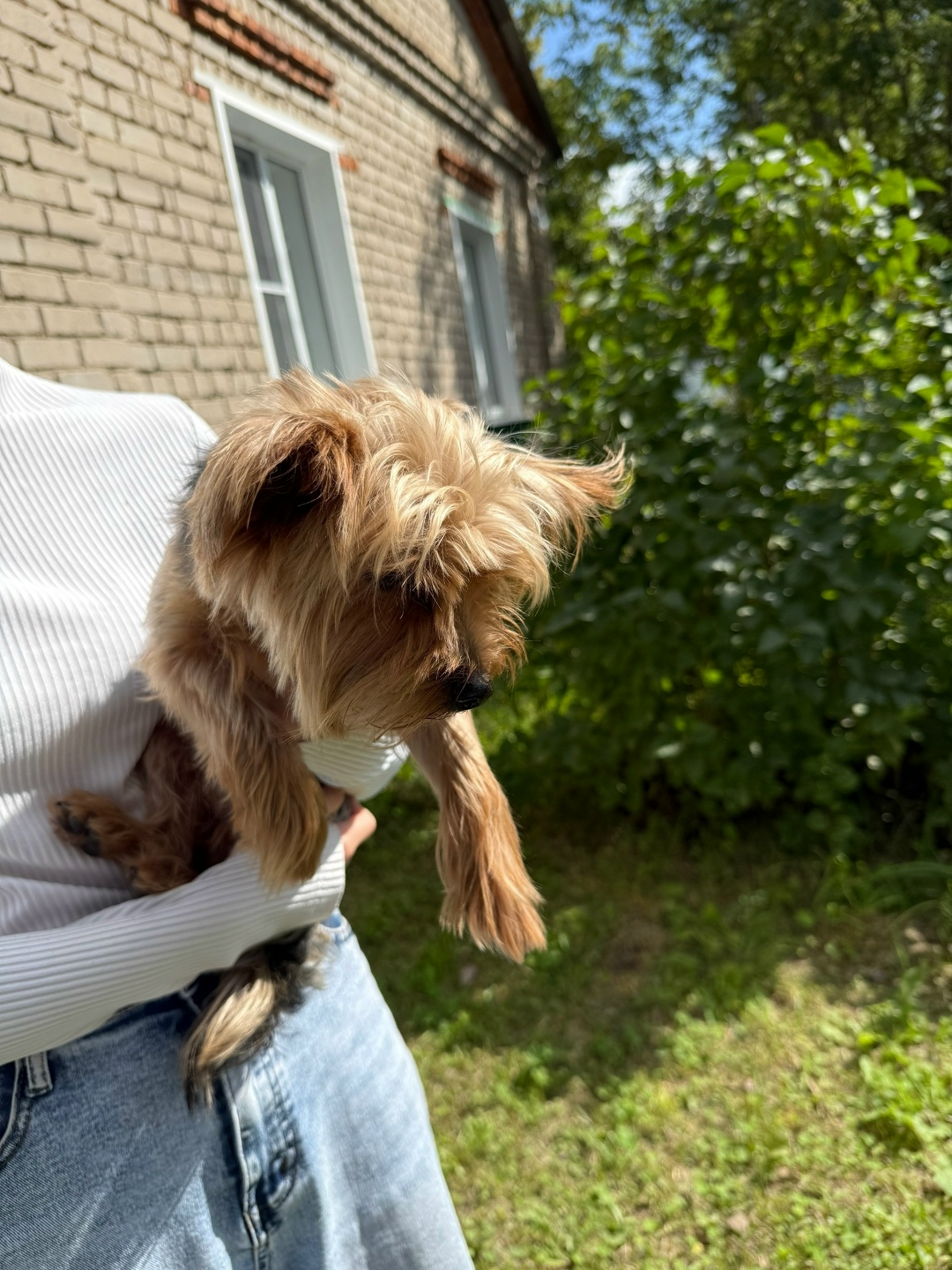 Найдена собака в Иванове — фото объявления