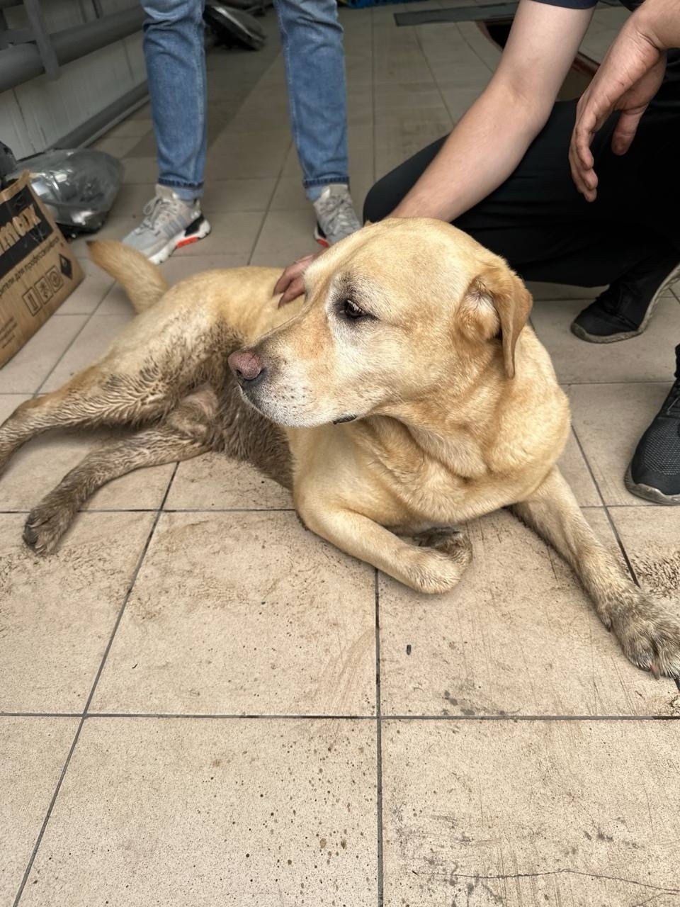 Найдена собака в Иванове — фото объявления