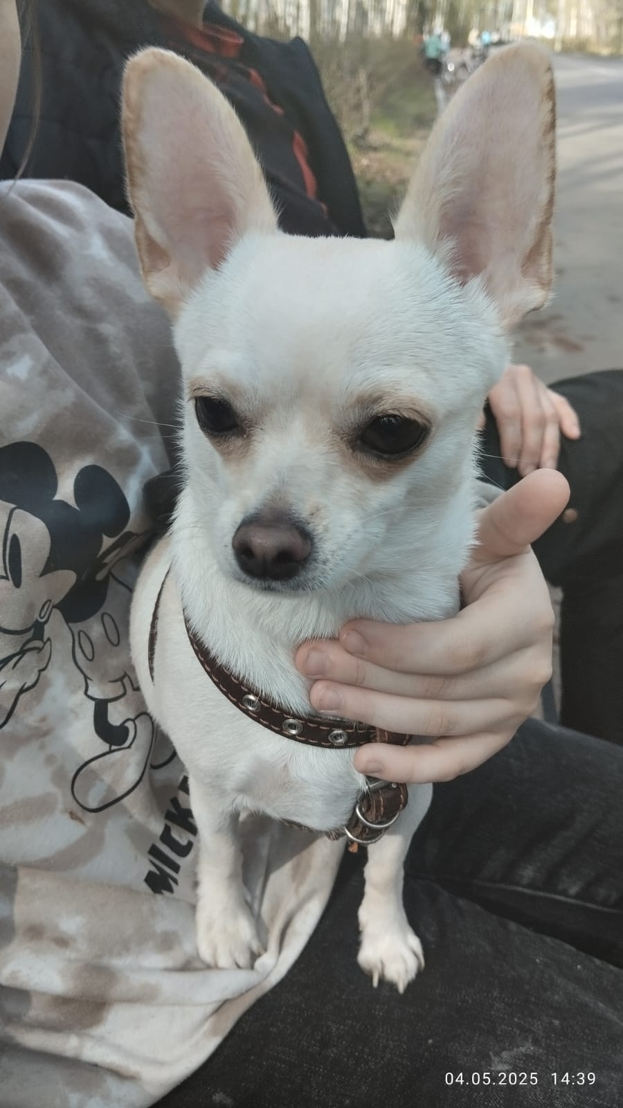 Найдена собака в Иванове — фото объявления