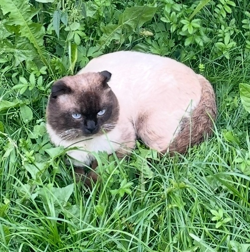 Найдена собака в Иванове — фото объявления