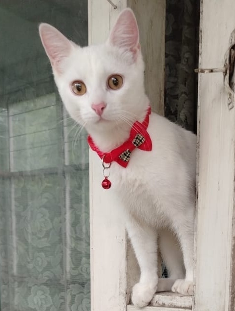 Найдена собака в Иванове — фото объявления