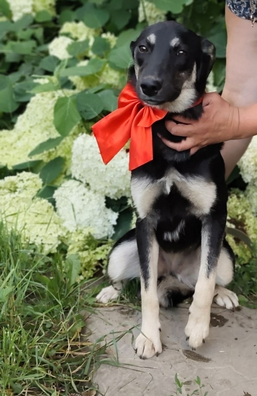 Найдена собака в Иванове — фото объявления