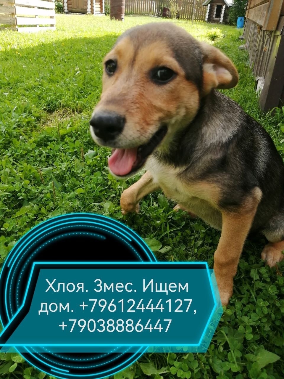Найдена собака в Иванове — фото объявления